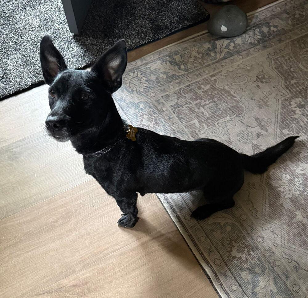 Hannah, Adoptable, Young Female Dachshund & Chihuahua.