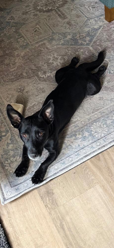 Enlarge Hannah, a Adoptable mixed breed in Spokane, WA image 4/5