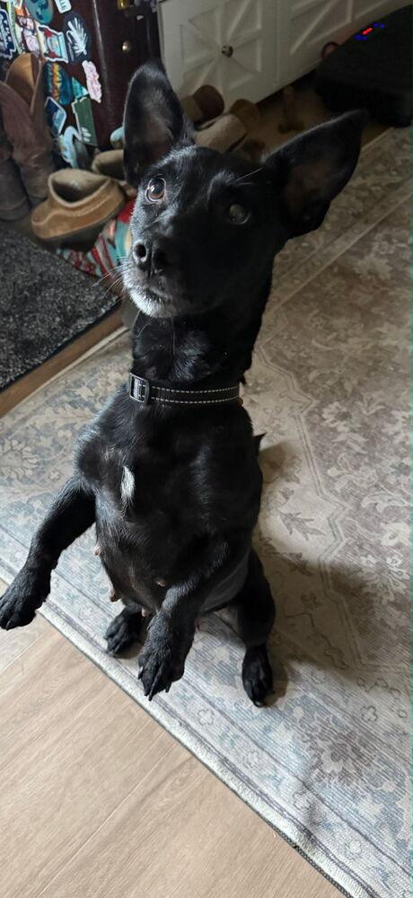 Enlarge Hannah, a Adoptable mixed breed in Spokane, WA image 2/3