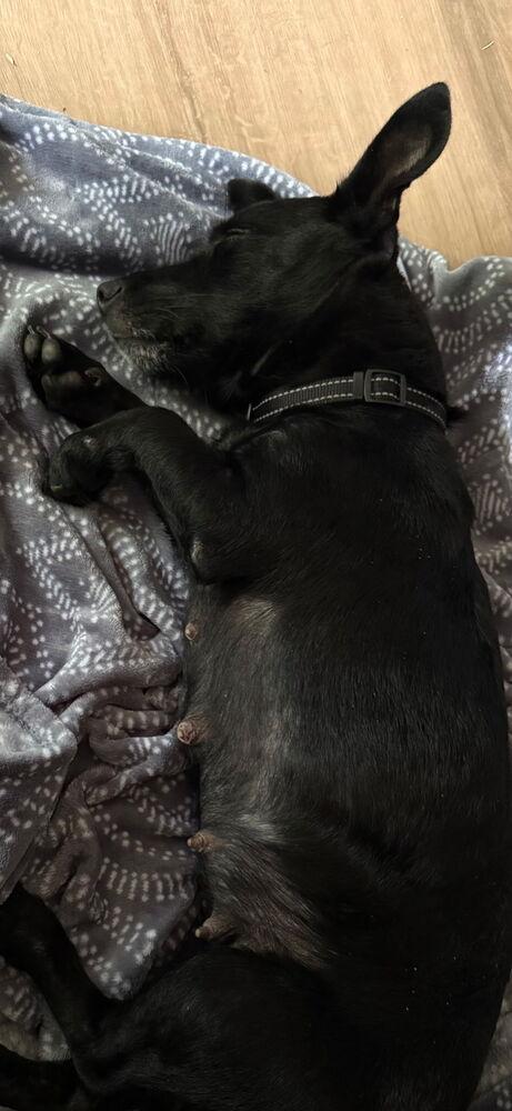 Enlarge Hannah, a Adoptable mixed breed in Spokane, WA image 3/3