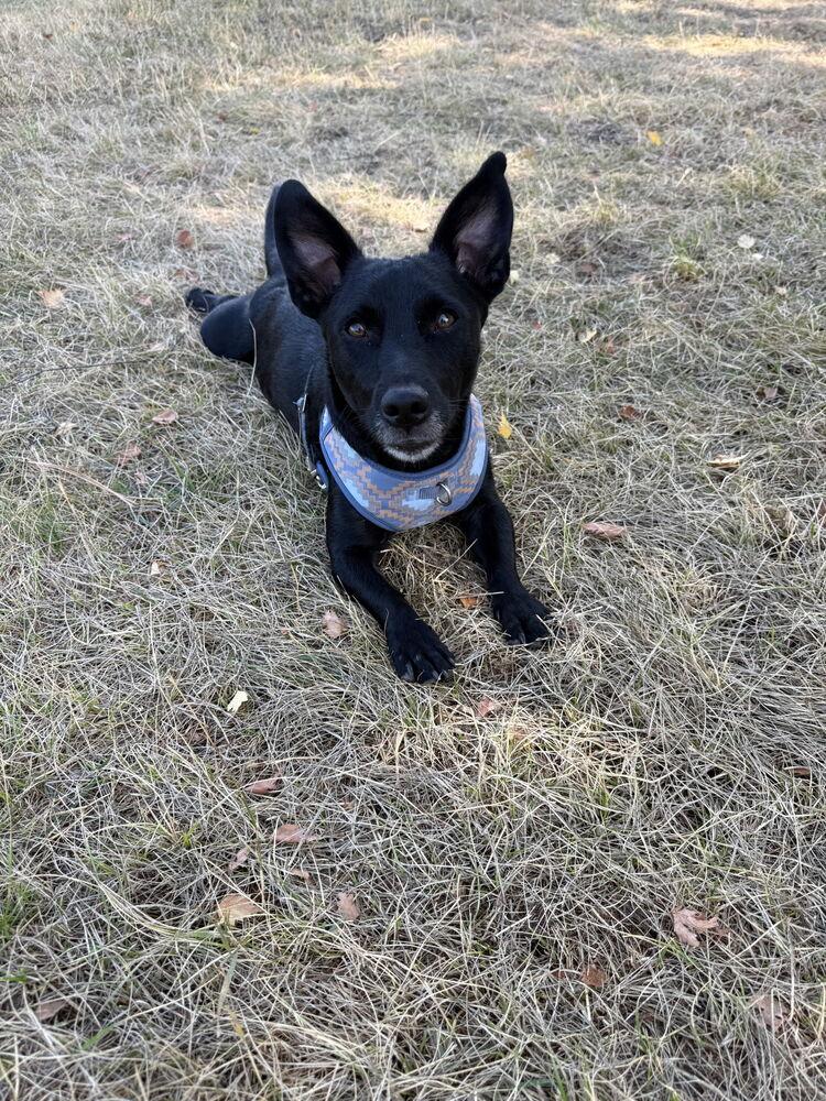 Hannah, Adoptable, Young Female Dachshund & Chihuahua.