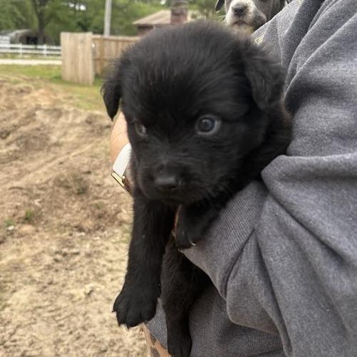 Eclair, Adoptable, Puppy Female Labrador Retriever.