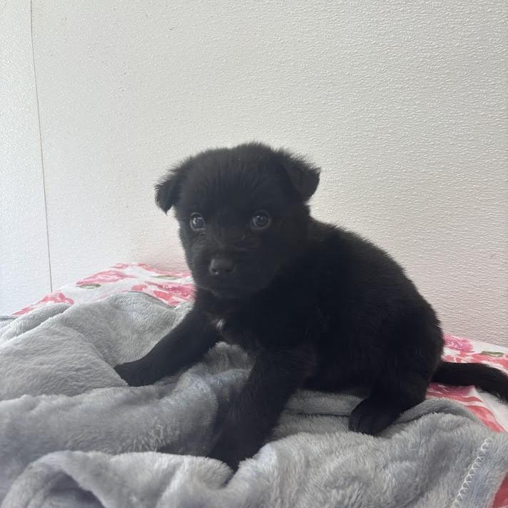 Enlarge Eclair, a Adoptable mixed breed in North Charleston, SC image 2/5