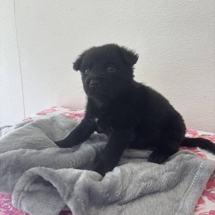 Enlarge Eclair, a Adoptable mixed breed in North Charleston, SC image 3/5