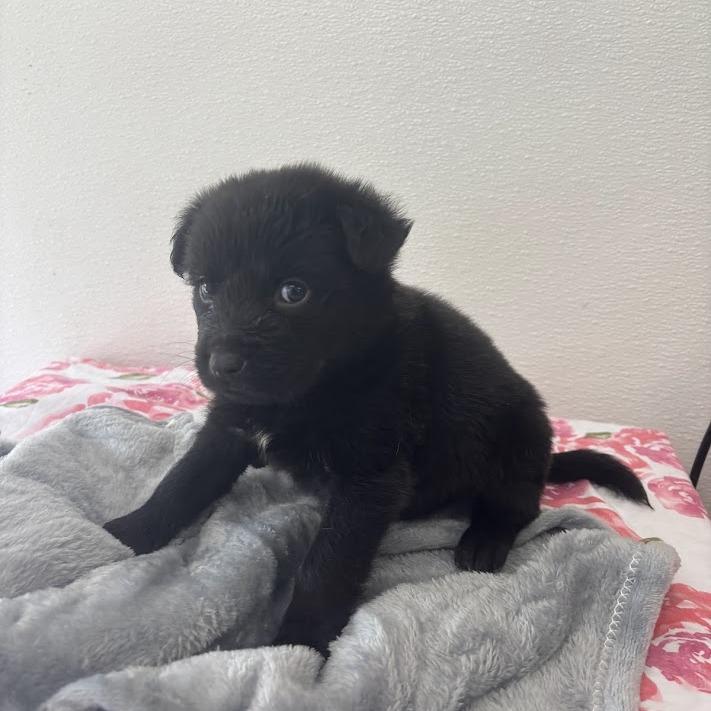 Enlarge Eclair, a Adoptable mixed breed in North Charleston, SC image 4/5