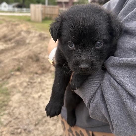 Enlarge Eclair, a Adoptable mixed breed in North Charleston, SC image 5/5