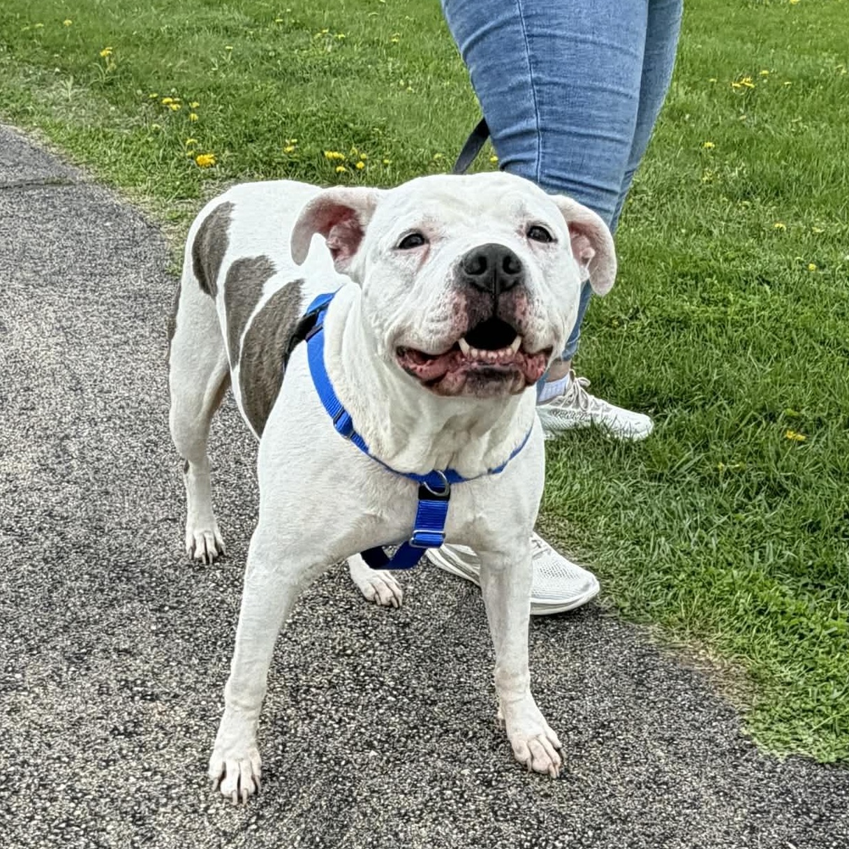 Enlarge Pinky, a Adoptable mixed breed in Aurora, IL image 2/2