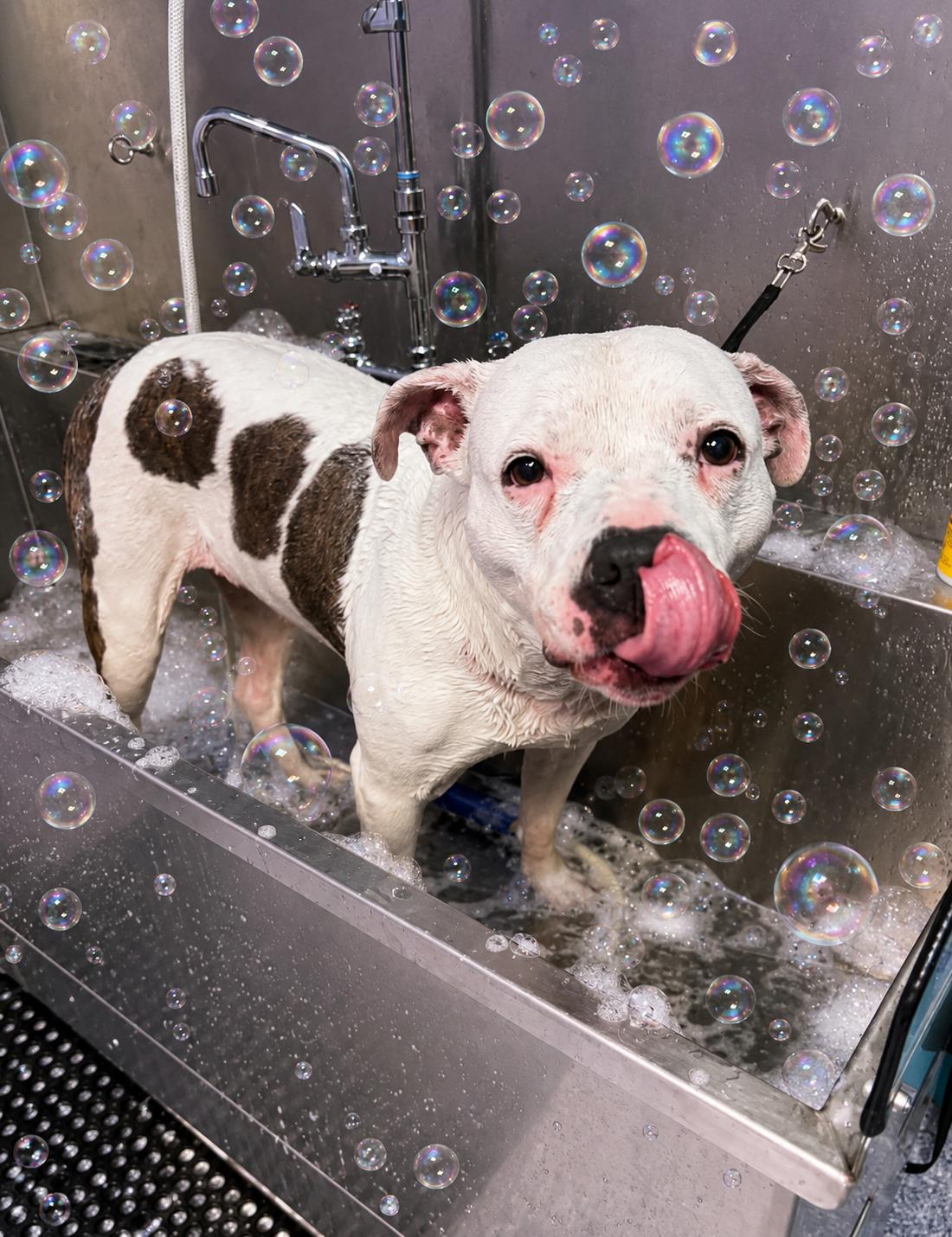 Pinky, Adoptable, Adult Female Pit Bull Terrier & American Staffordshire Terrier.