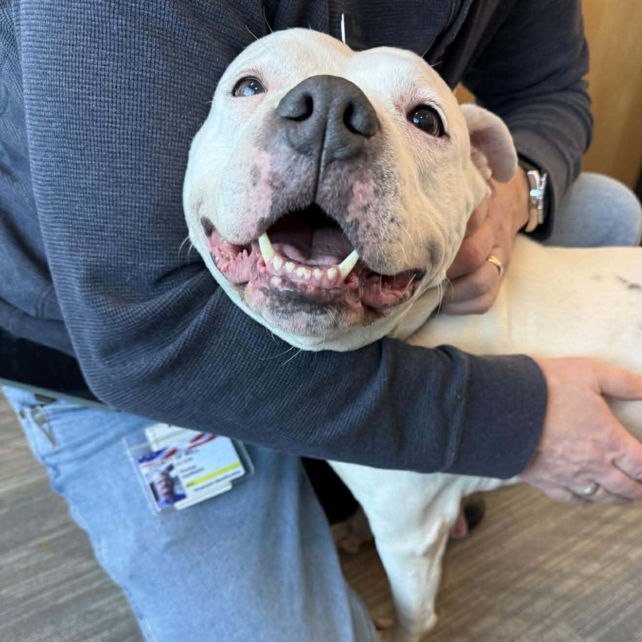 Pinky, Adoptable, Adult Female Pit Bull Terrier & American Staffordshire Terrier.