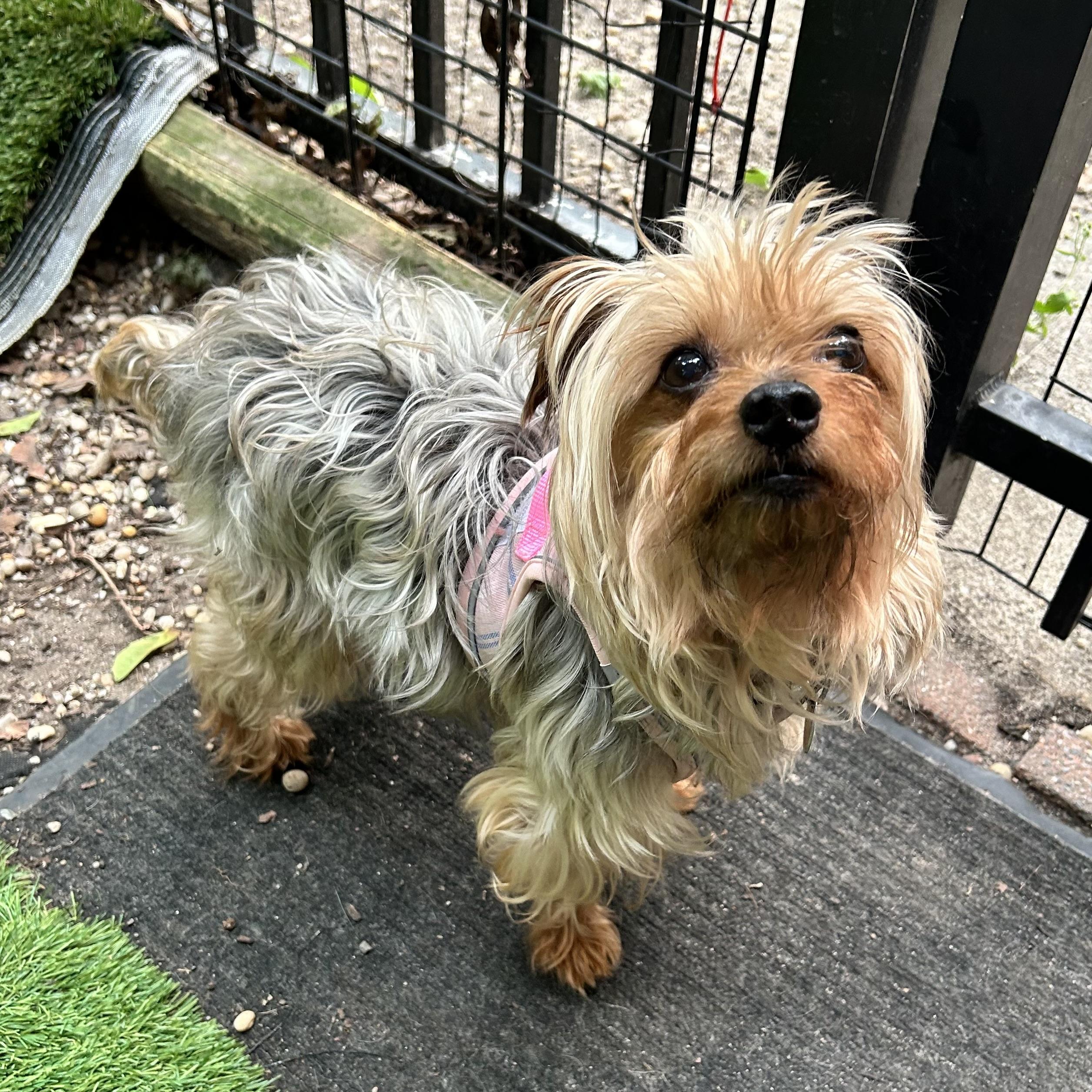 Enlarge buttercup, an adopted mixed breed in Huntington, NY image 1/1