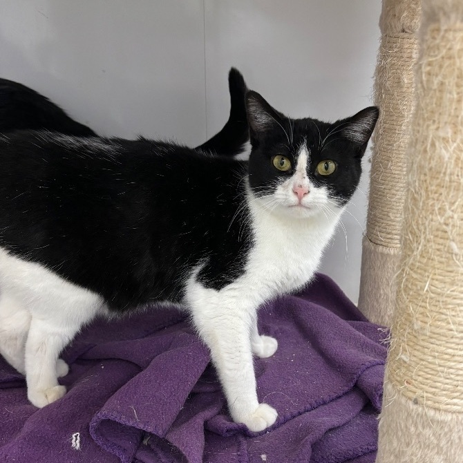 Babs - Adoption Fee Sponsored!, a Adoptable Domestic Short Hair in Richland Center, WI image 2/5