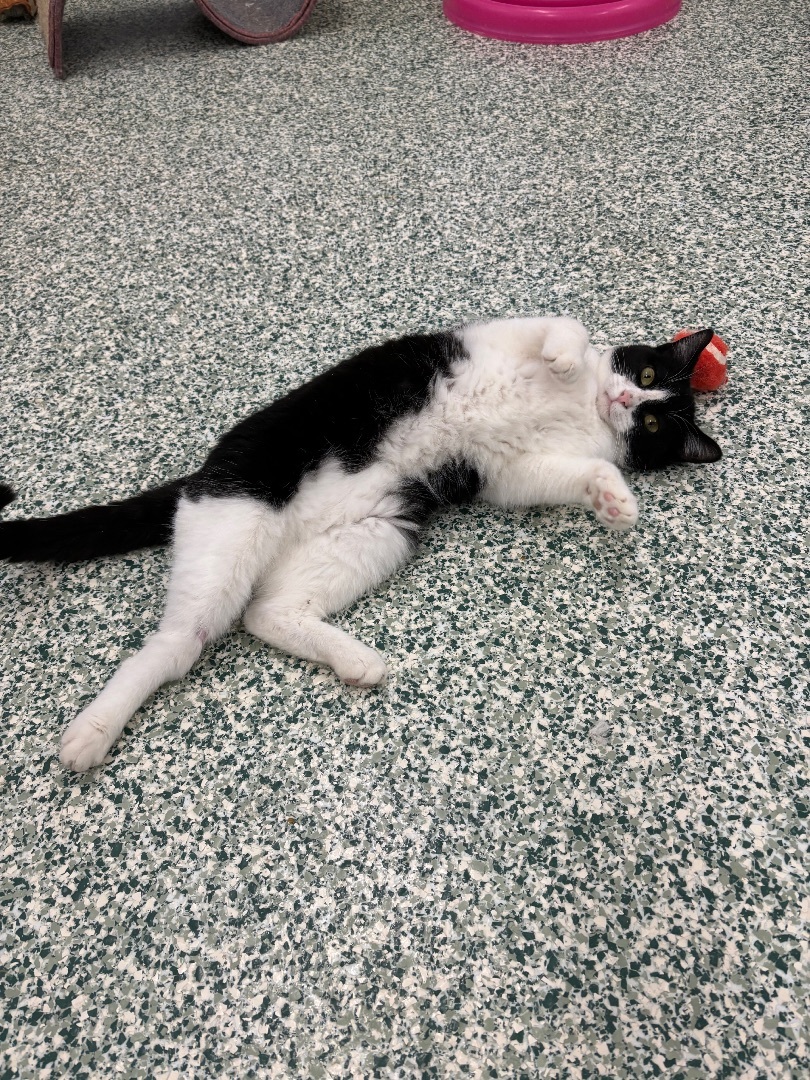 Babs - Adoption Fee Sponsored!, an adoptable Domestic Short Hair in Richland Center, WI, 53581 | Photo Image 3