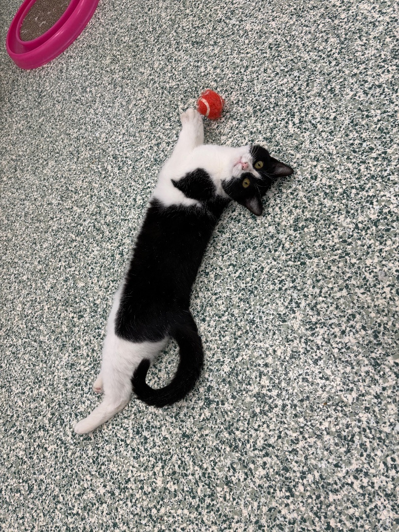 Babs - Adoption Fee Sponsored!, an adoptable Domestic Short Hair in Richland Center, WI, 53581 | Photo Image 4
