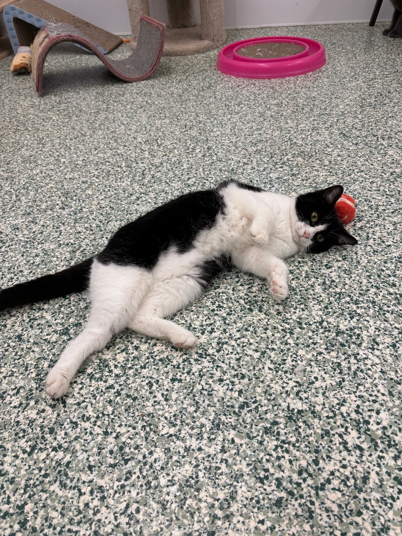 Babs - Adoption Fee Sponsored!, a Adoptable Domestic Short Hair in Richland Center, WI image 5/5