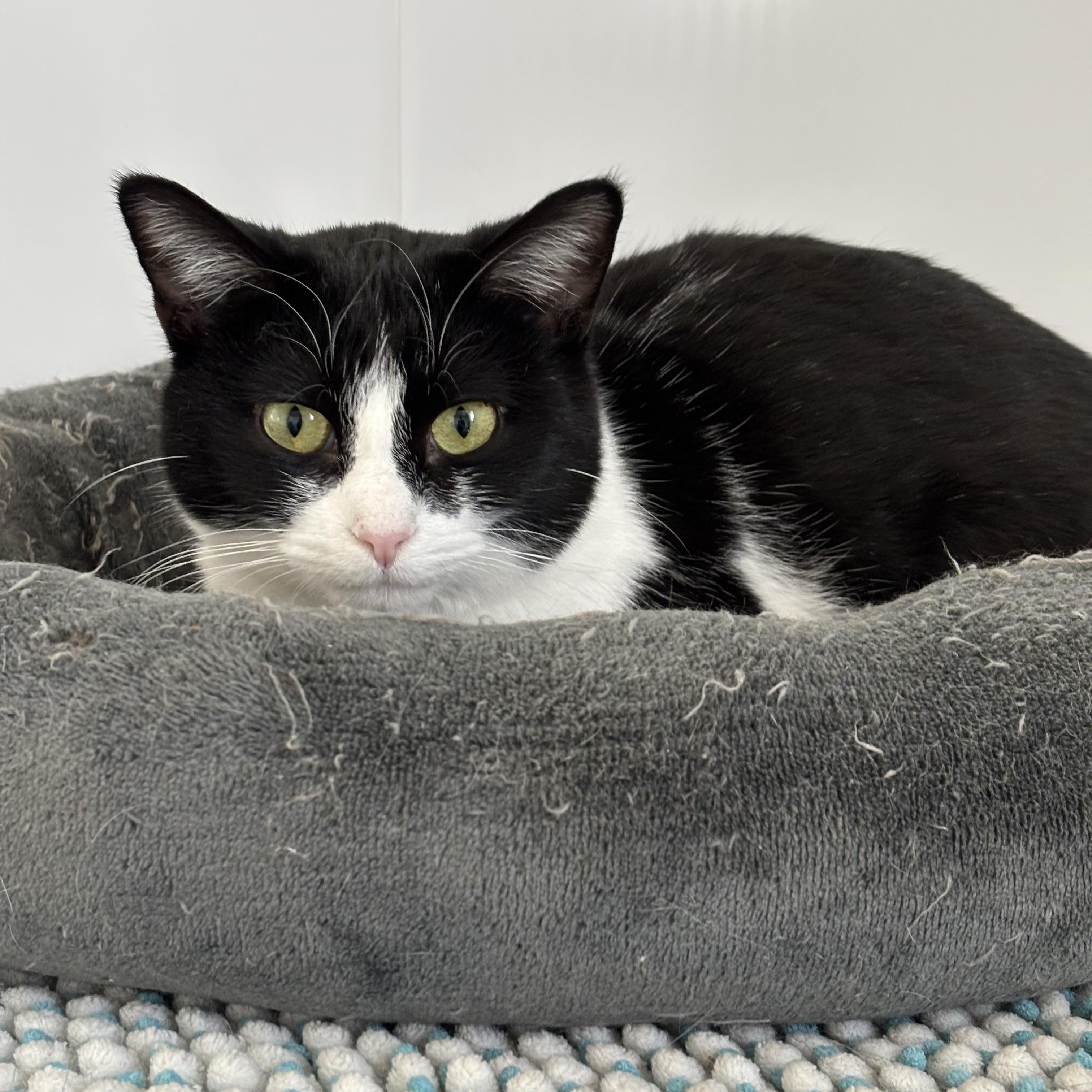 Babs - Adoption Fee Sponsored!, Adoptable, Adult Female Domestic Short Hair.