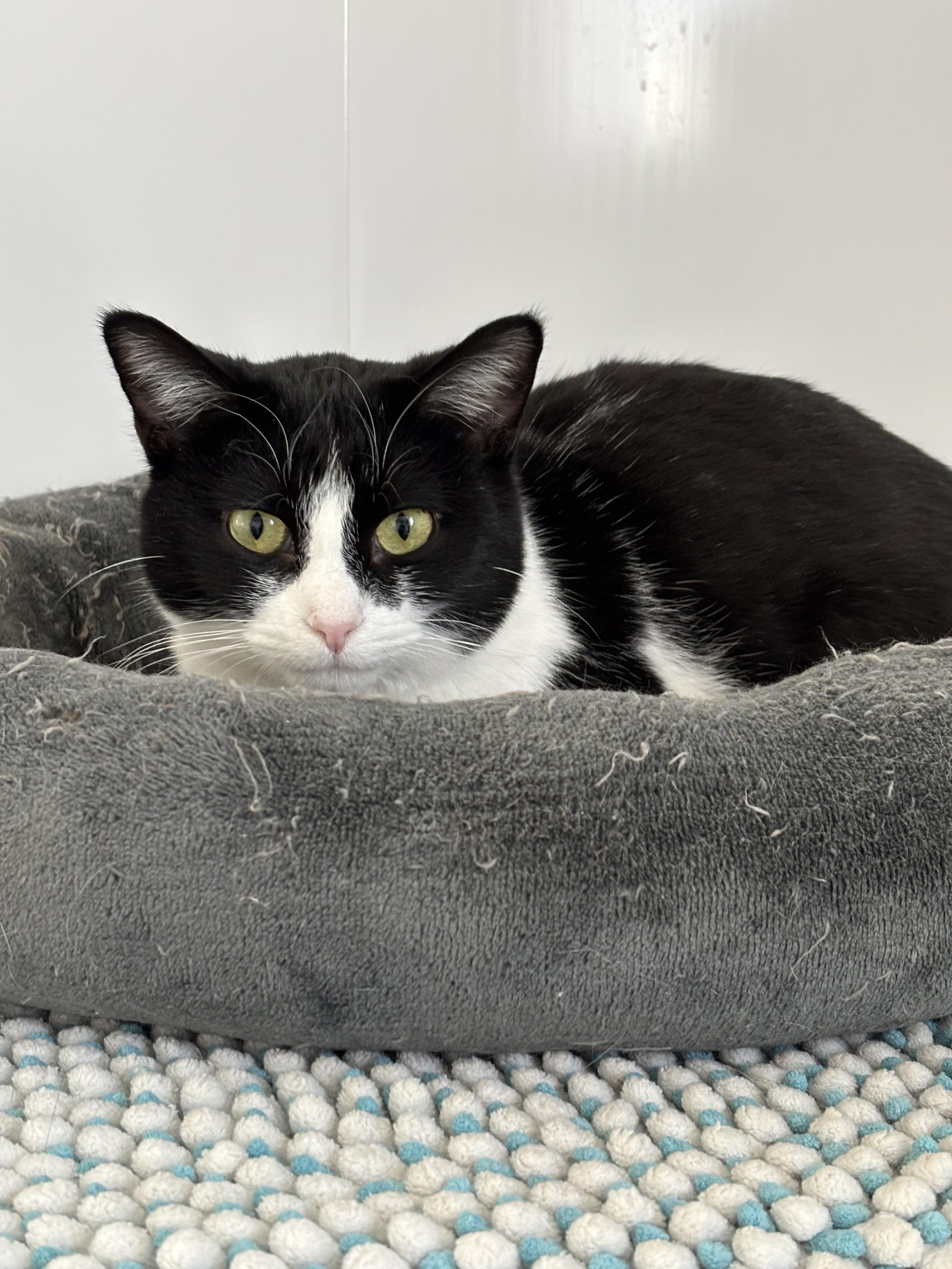 Babs - Adoption Fee Sponsored!, an adoptable Domestic Short Hair in Richland Center, WI, 53581 | Photo Image 1
