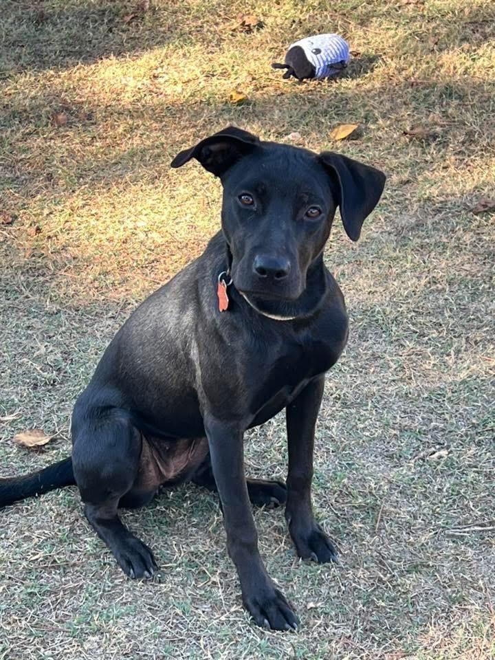Enlarge Bentley 2, a Adoptable mixed breed in North Syracuse, NY image 1/1