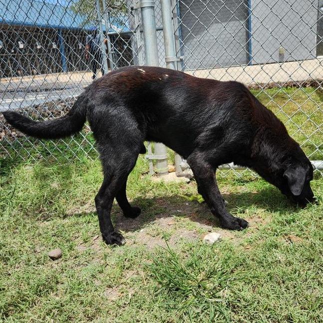 Enlarge Eddie, a Adoptable mixed breed in Corpus Christi, TX image 2/6