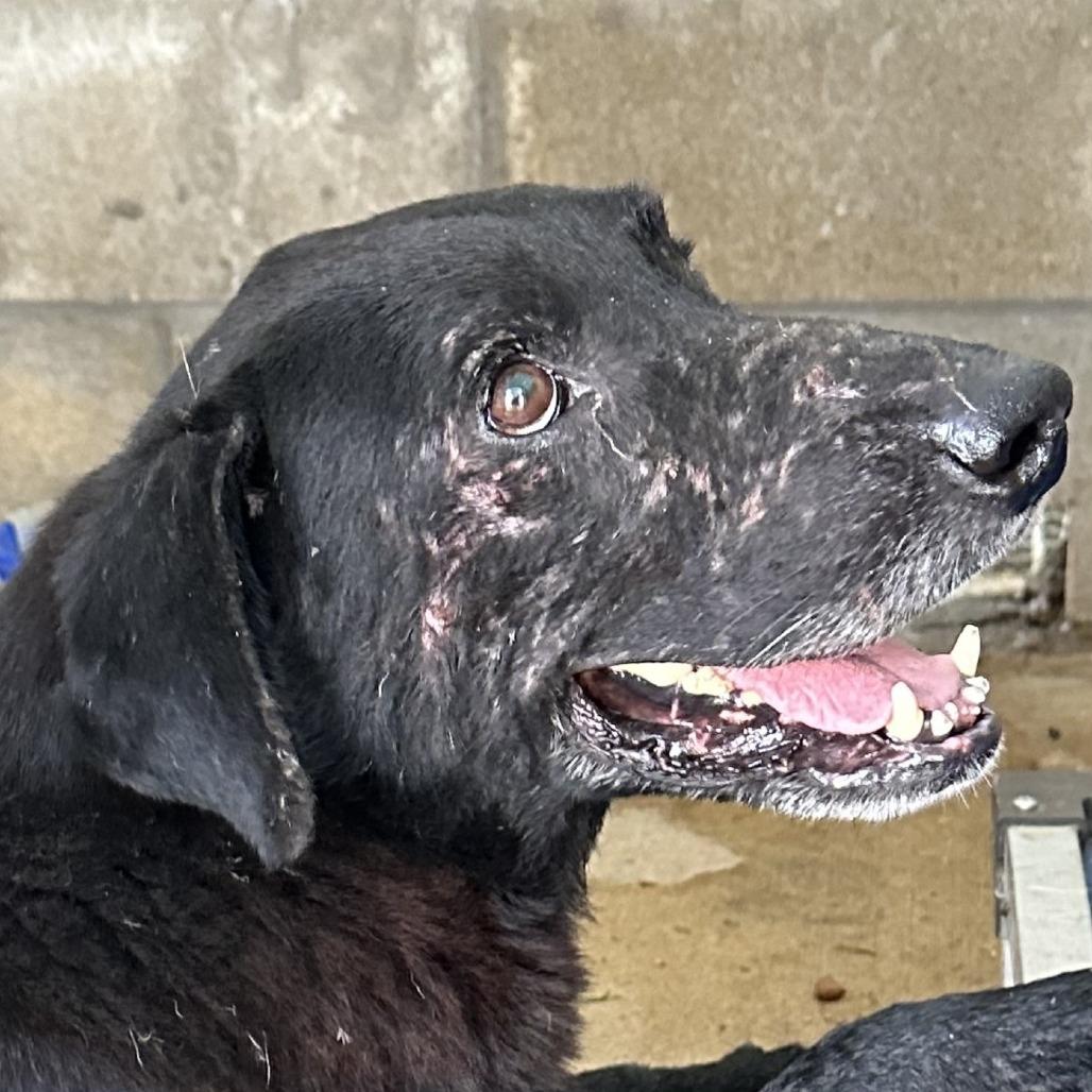 Enlarge Eddie, a Adoptable mixed breed in Corpus Christi, TX image 3/6