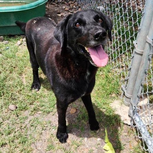 Enlarge Eddie, a Adoptable mixed breed in Corpus Christi, TX image 4/6