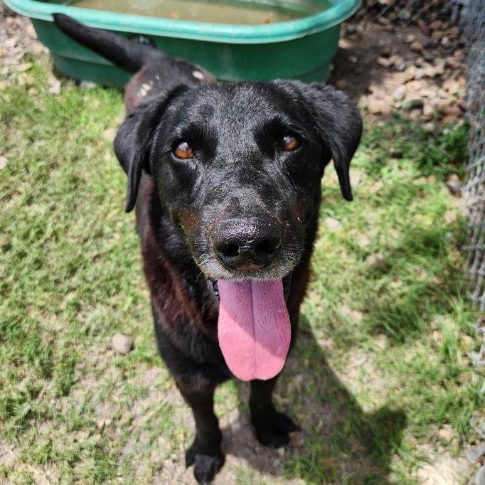 Enlarge Eddie, a Adoptable mixed breed in Corpus Christi, TX image 5/6