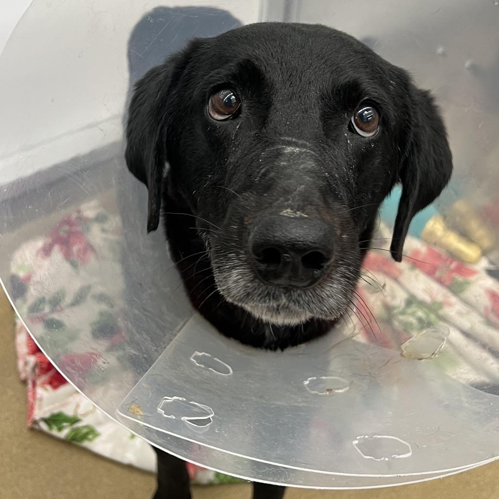 Enlarge Eddie, a Adoptable mixed breed in Corpus Christi, TX image 6/6