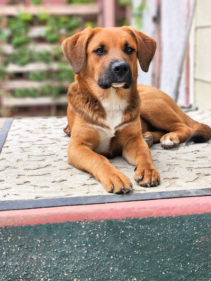 Piper is very smart!, Adoptable, Young Female American Staffordshire Terrier & Chow Chow.