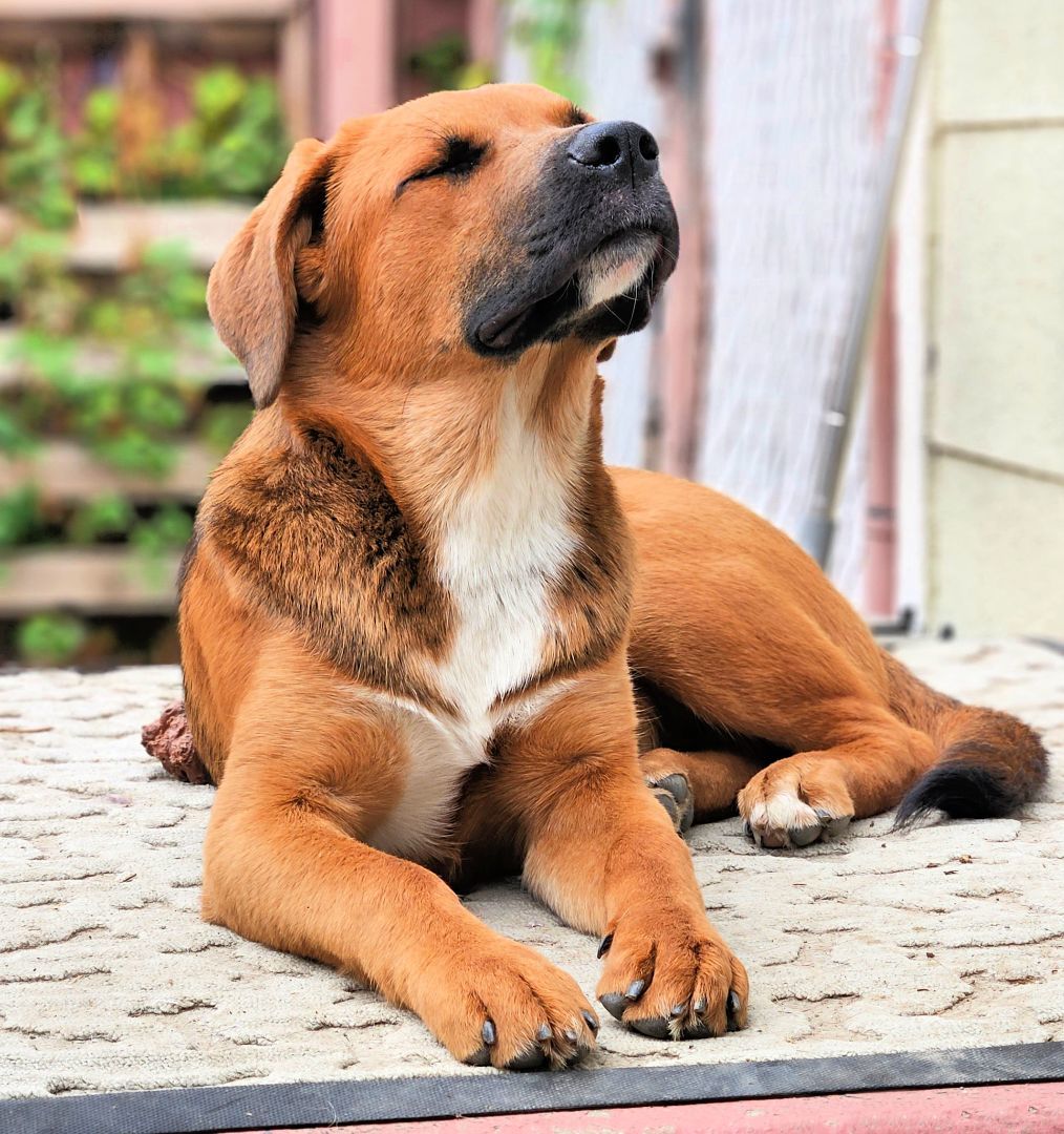 Enlarge Piper is very smart!, a Adoptable mixed breed in Redondo Beach, CA image 3/16