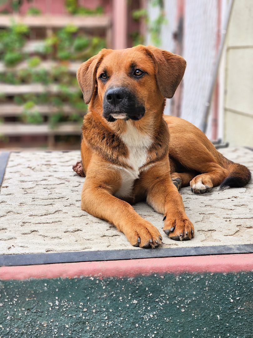 Enlarge Piper is very smart!, a Adoptable mixed breed in Redondo Beach, CA image 4/16