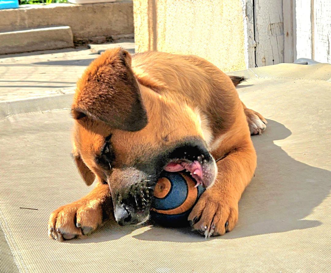 Enlarge Piper is very smart!, a Adoptable mixed breed in Redondo Beach, CA image 5/16