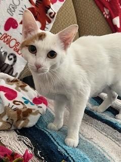 PUMPKIN SPICE, Adoptable, Adult Female Domestic Short Hair.