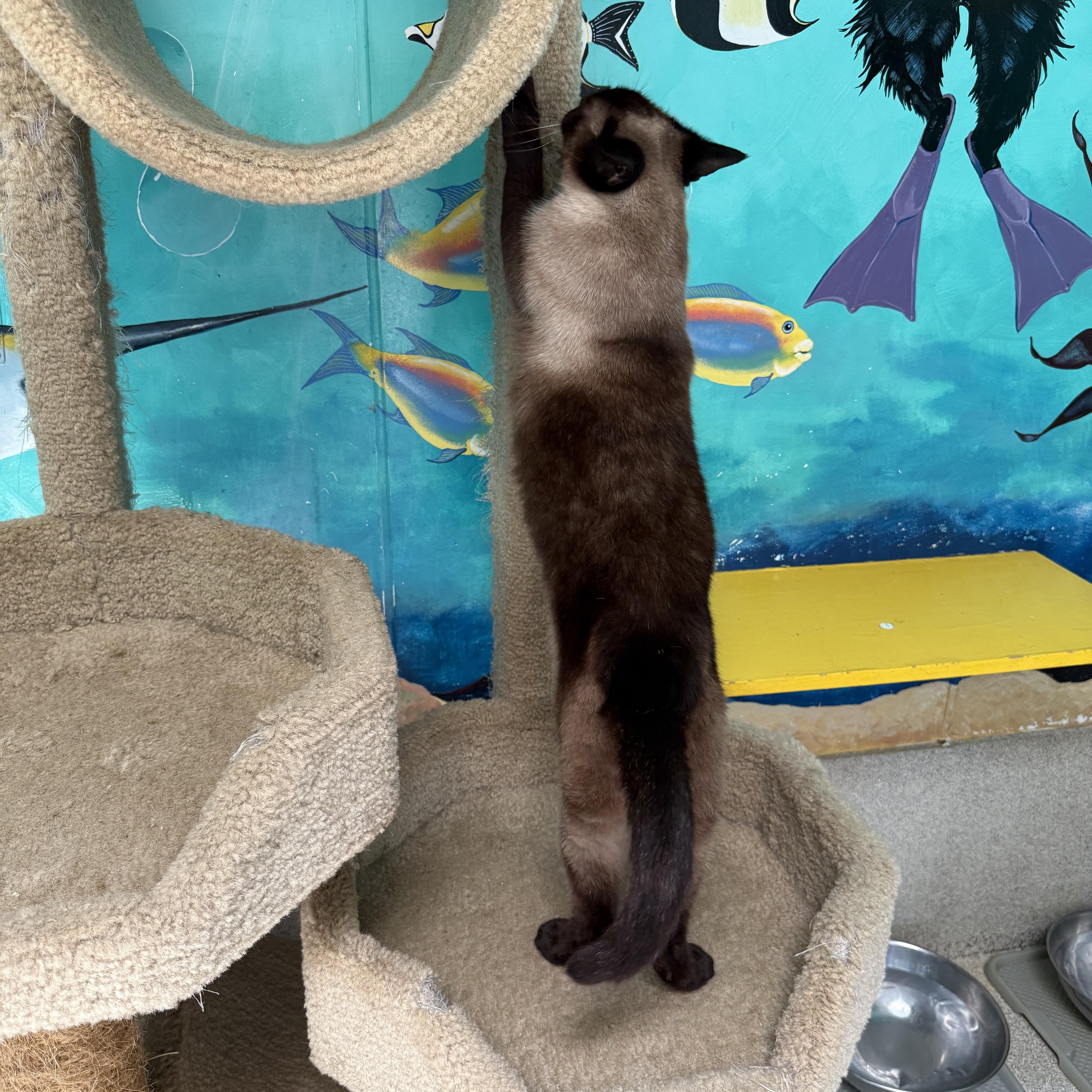 Enlarge SugarPie, a Adoptable Siamese in Newport Beach, CA image 2/5
