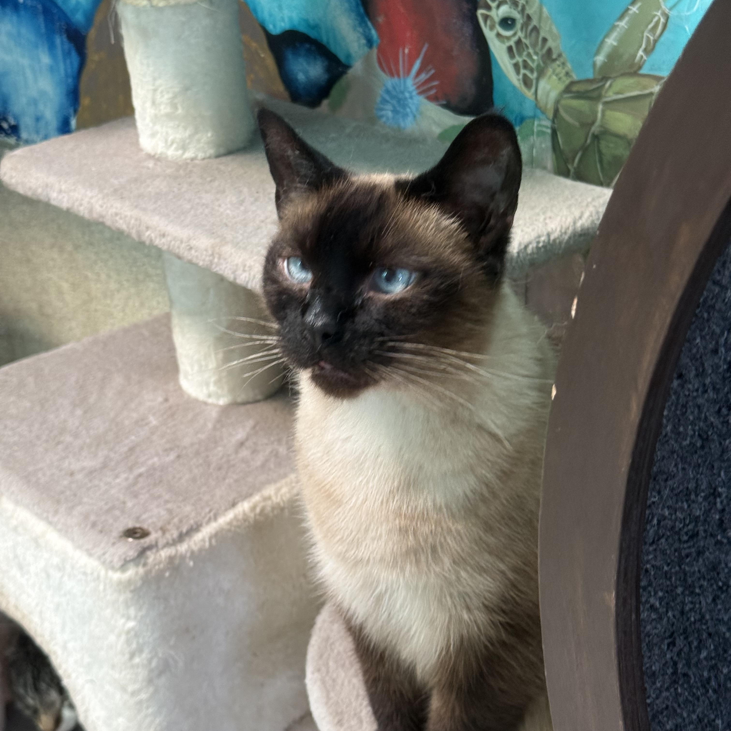 Enlarge SugarPie, a Adoptable Siamese in Newport Beach, CA image 3/5