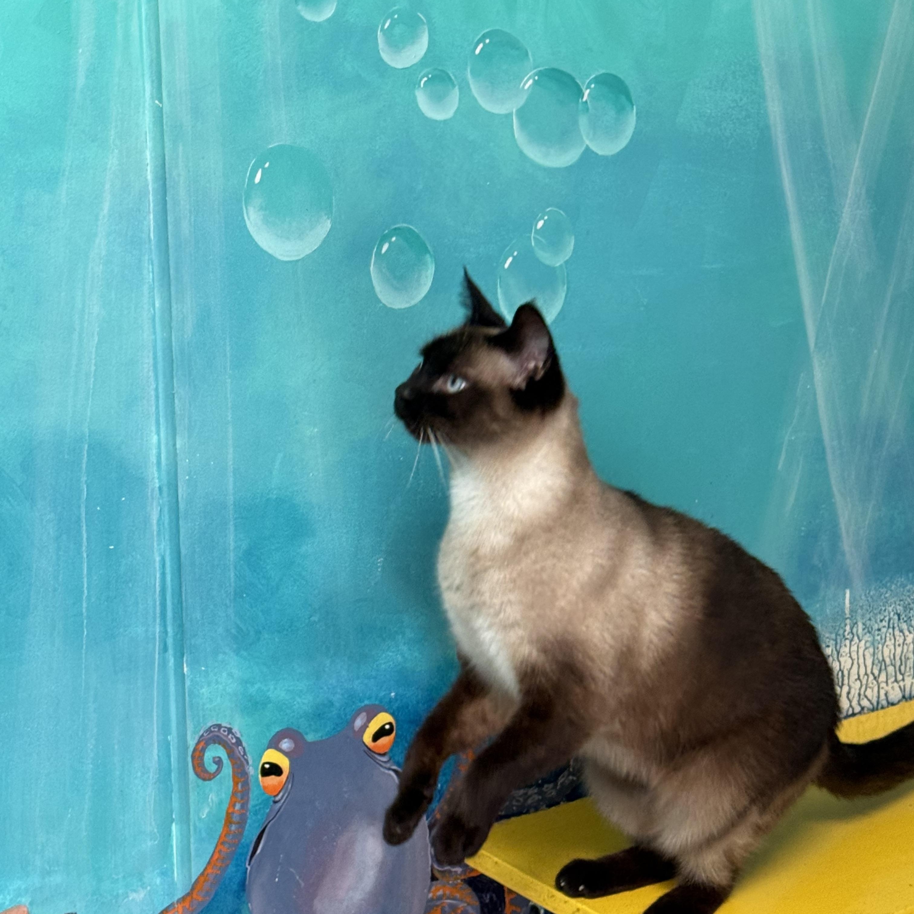 Enlarge SugarPie, a Adoptable Siamese in Newport Beach, CA image 5/5