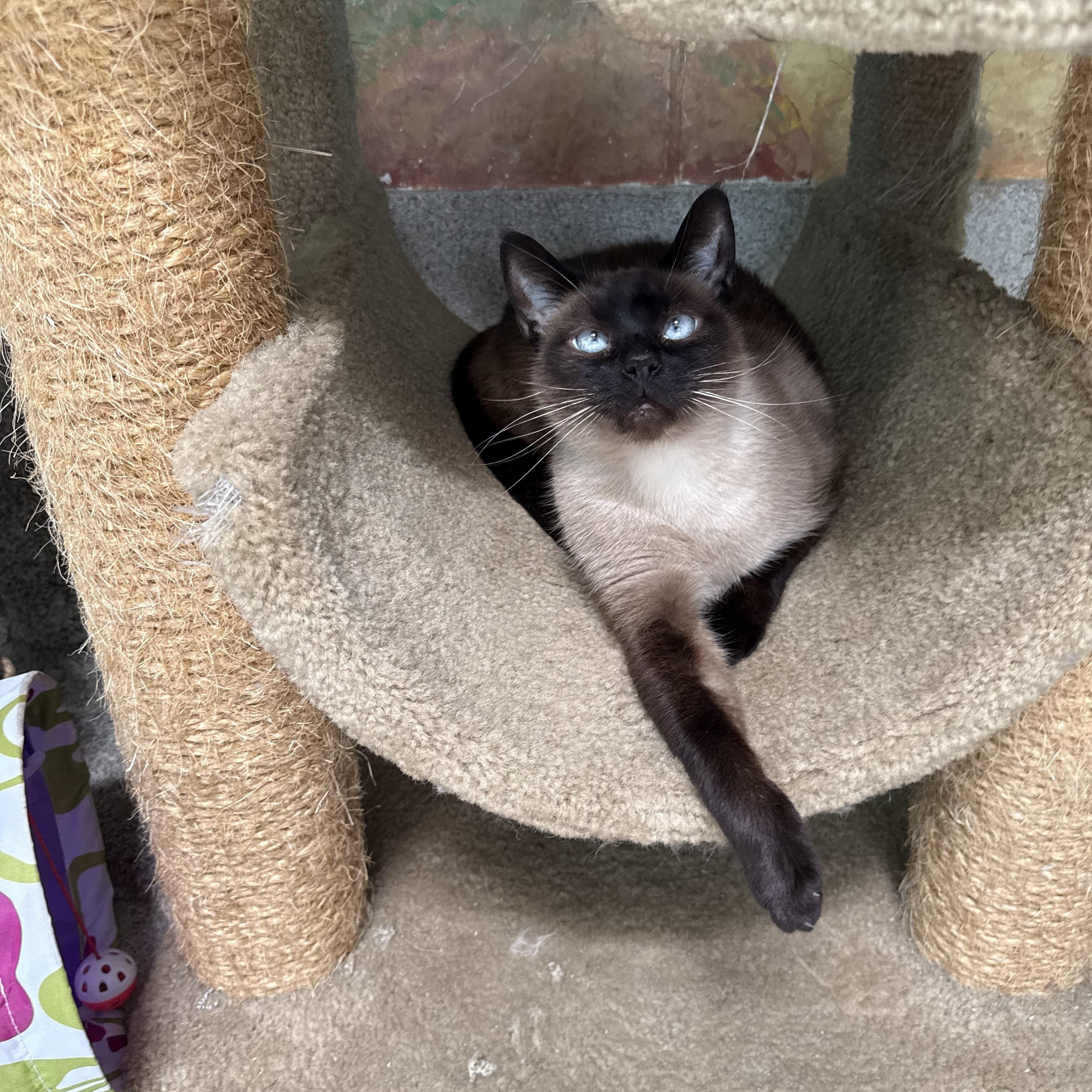 Enlarge SugarPie, a Adoptable Siamese in Newport Beach, CA image 1/5