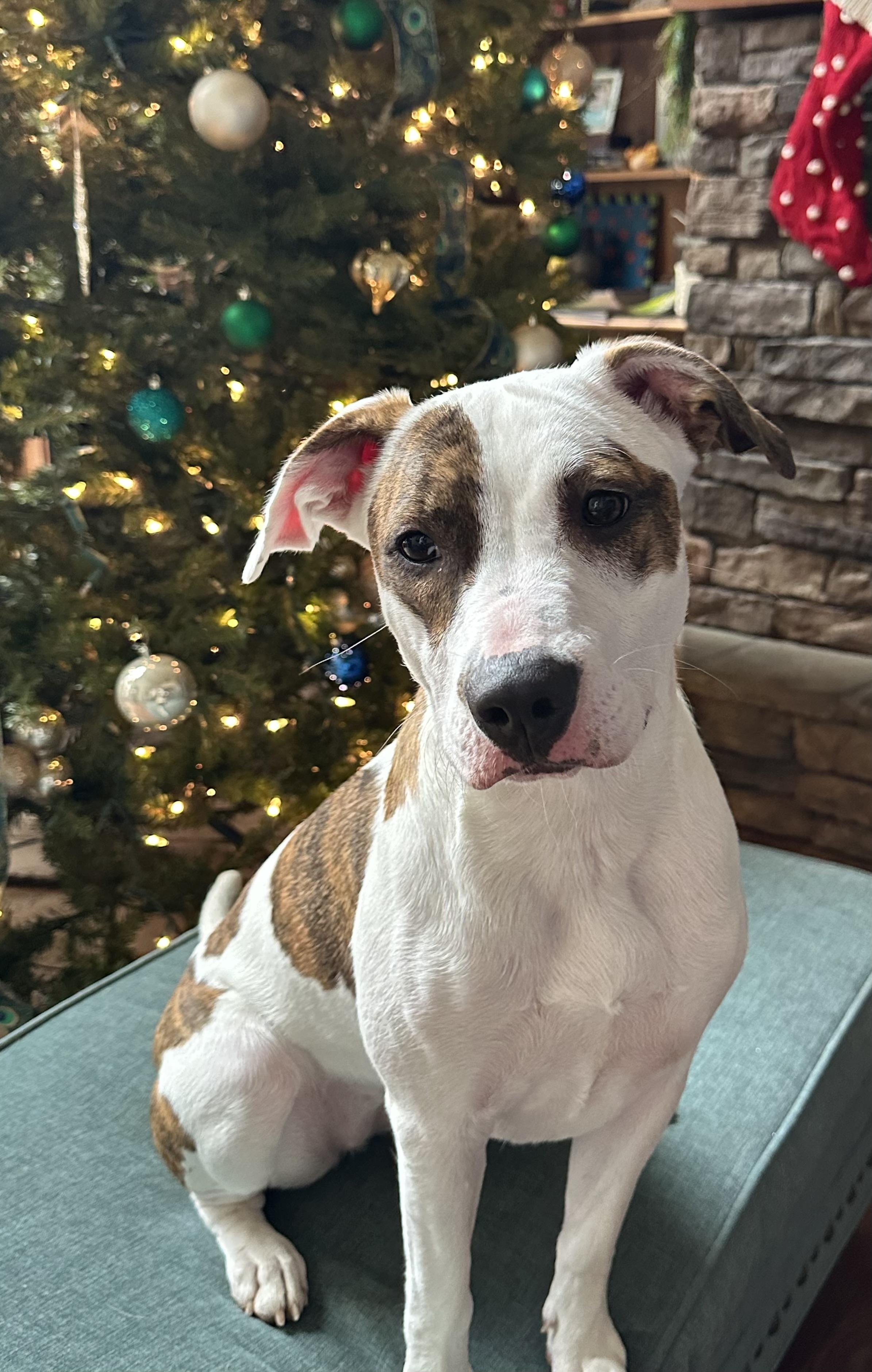 Enlarge Bea, a Adoptable Pit Bull Terrier in Murray, KY image 3/6