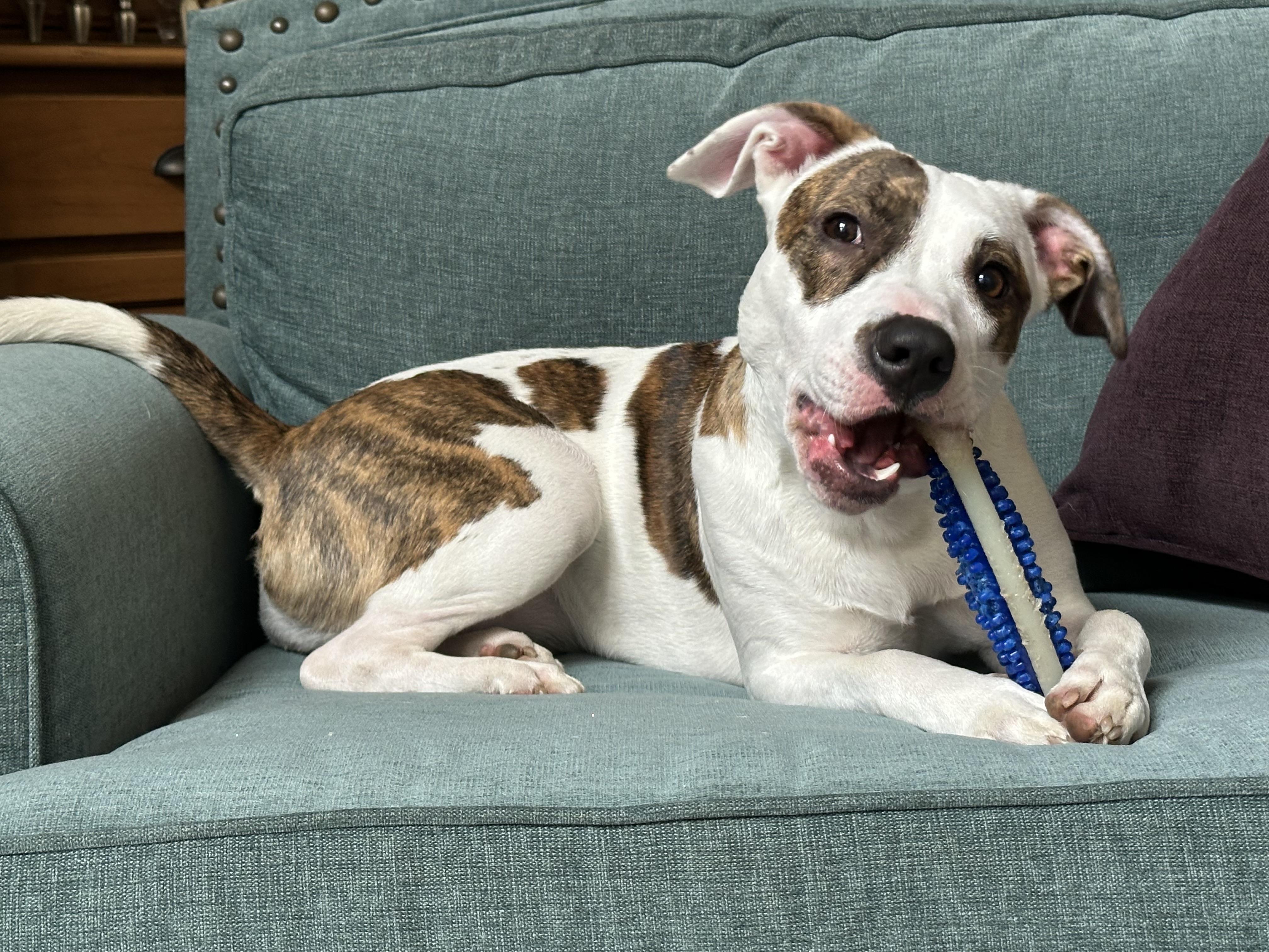 Enlarge Bea, a Adoptable Pit Bull Terrier in Murray, KY image 1/6