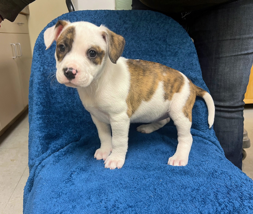 Enlarge Bea, a Adoptable Pit Bull Terrier in Murray, KY image 5/6