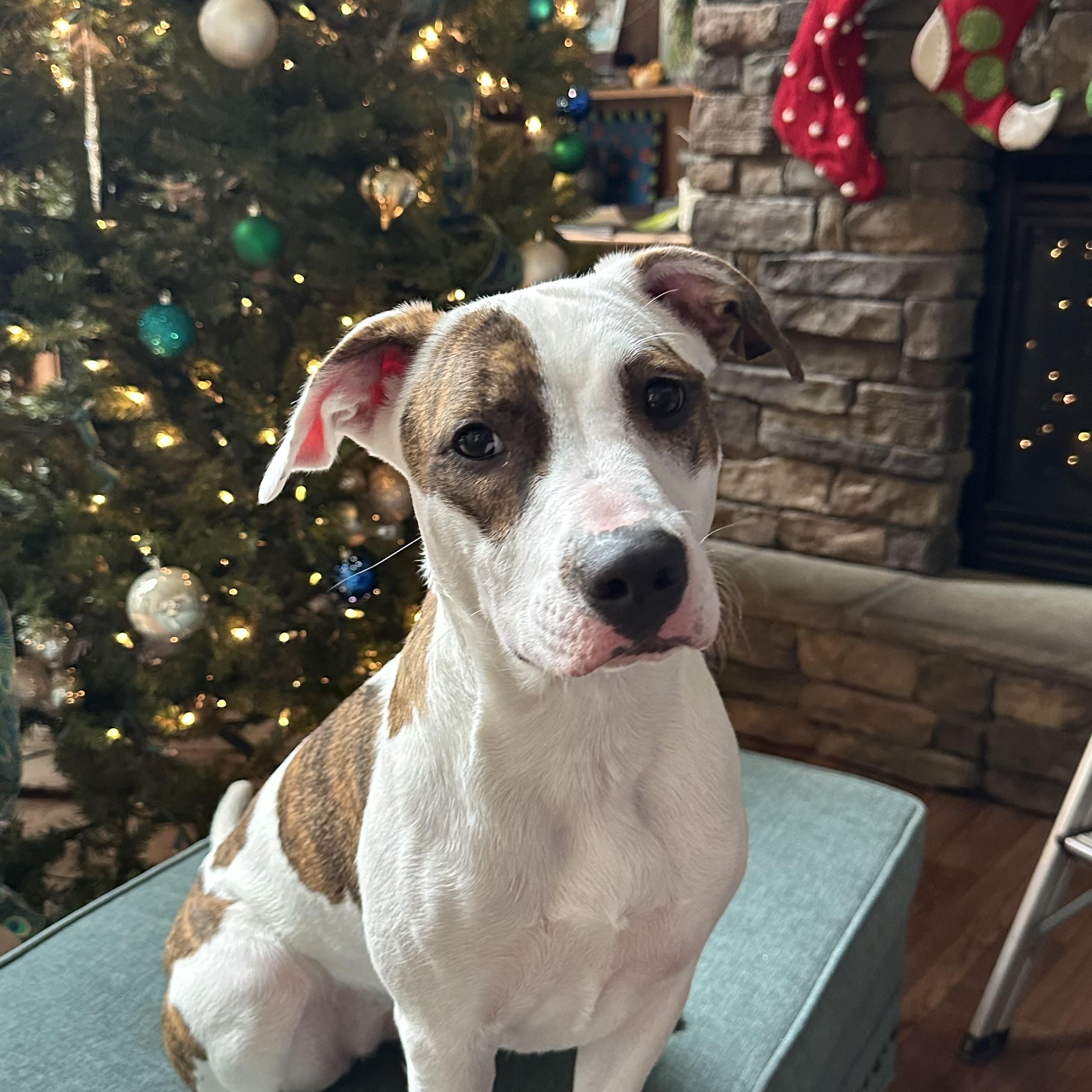 Enlarge Bea, a Adoptable Pit Bull Terrier in Murray, KY image 4/6