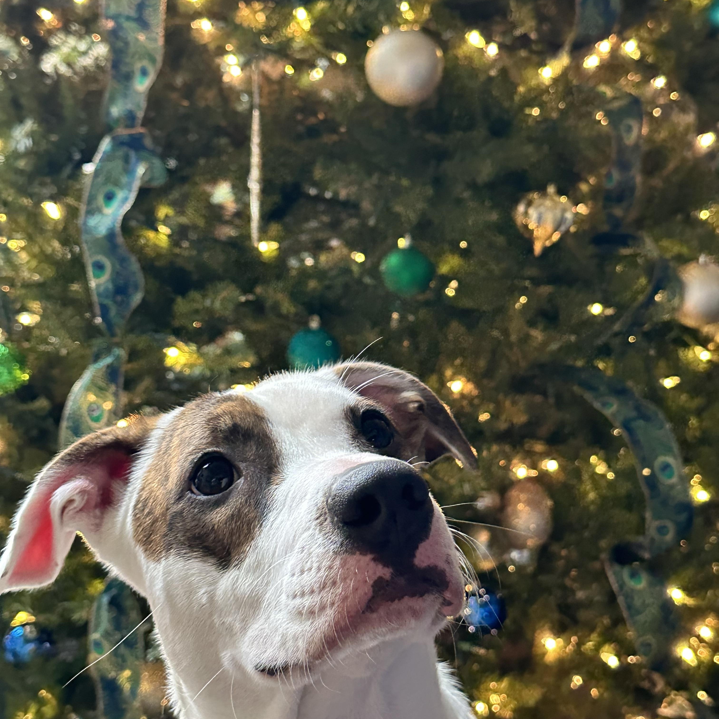 Enlarge Bea, a Adoptable Pit Bull Terrier in Murray, KY image 2/6