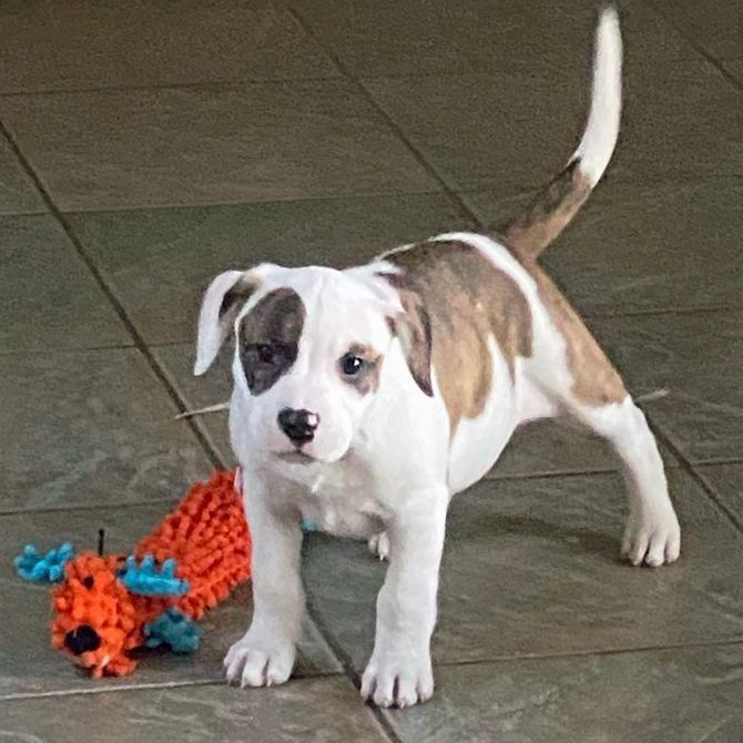 Enlarge Bea, a Adoptable Pit Bull Terrier in Murray, KY image 6/6
