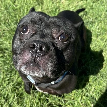 Enlarge Professor Pie, an adopted mixed breed in The Colony, TX image 1/1