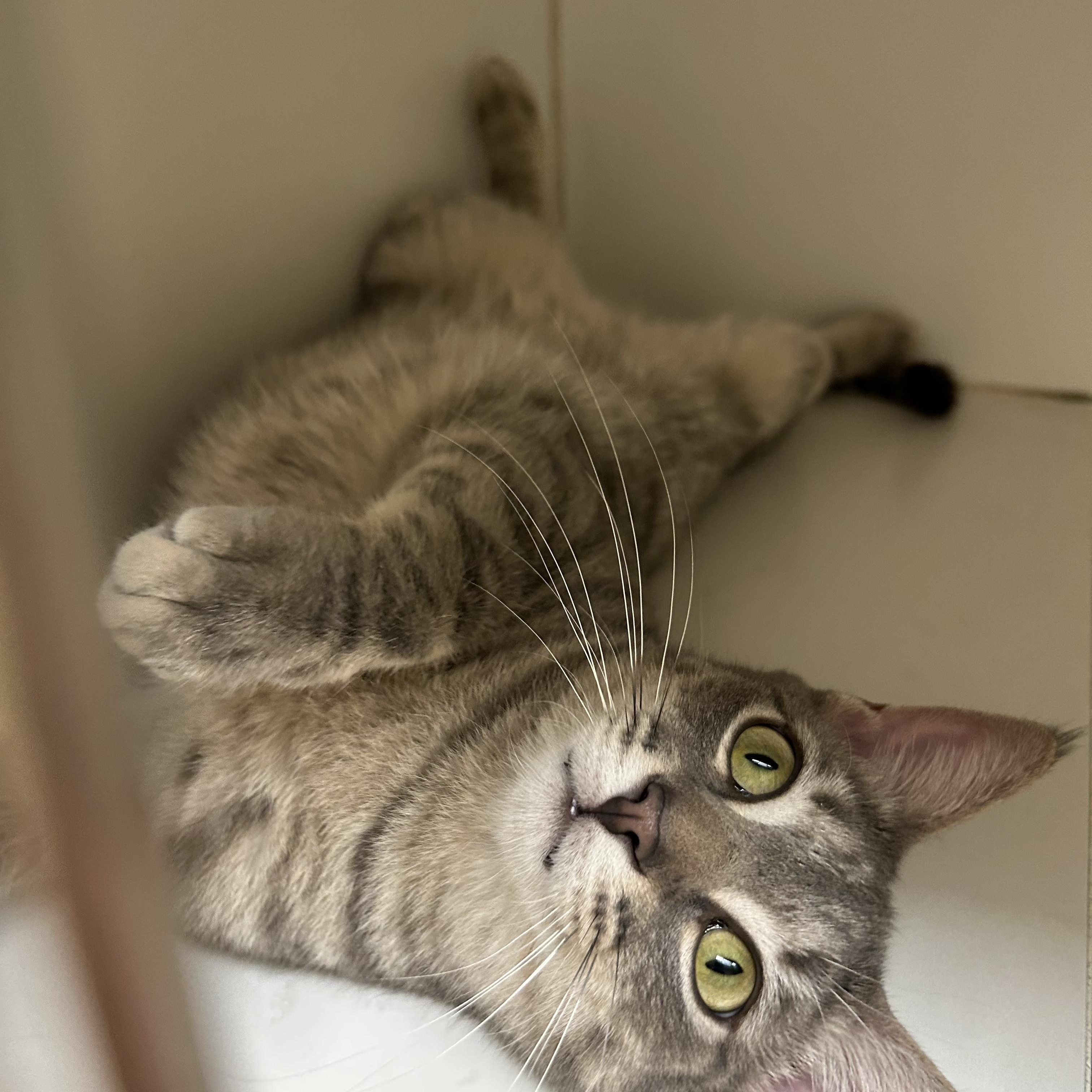 Bugsy, ADOPTABLE, Young Male Domestic Short Hair.