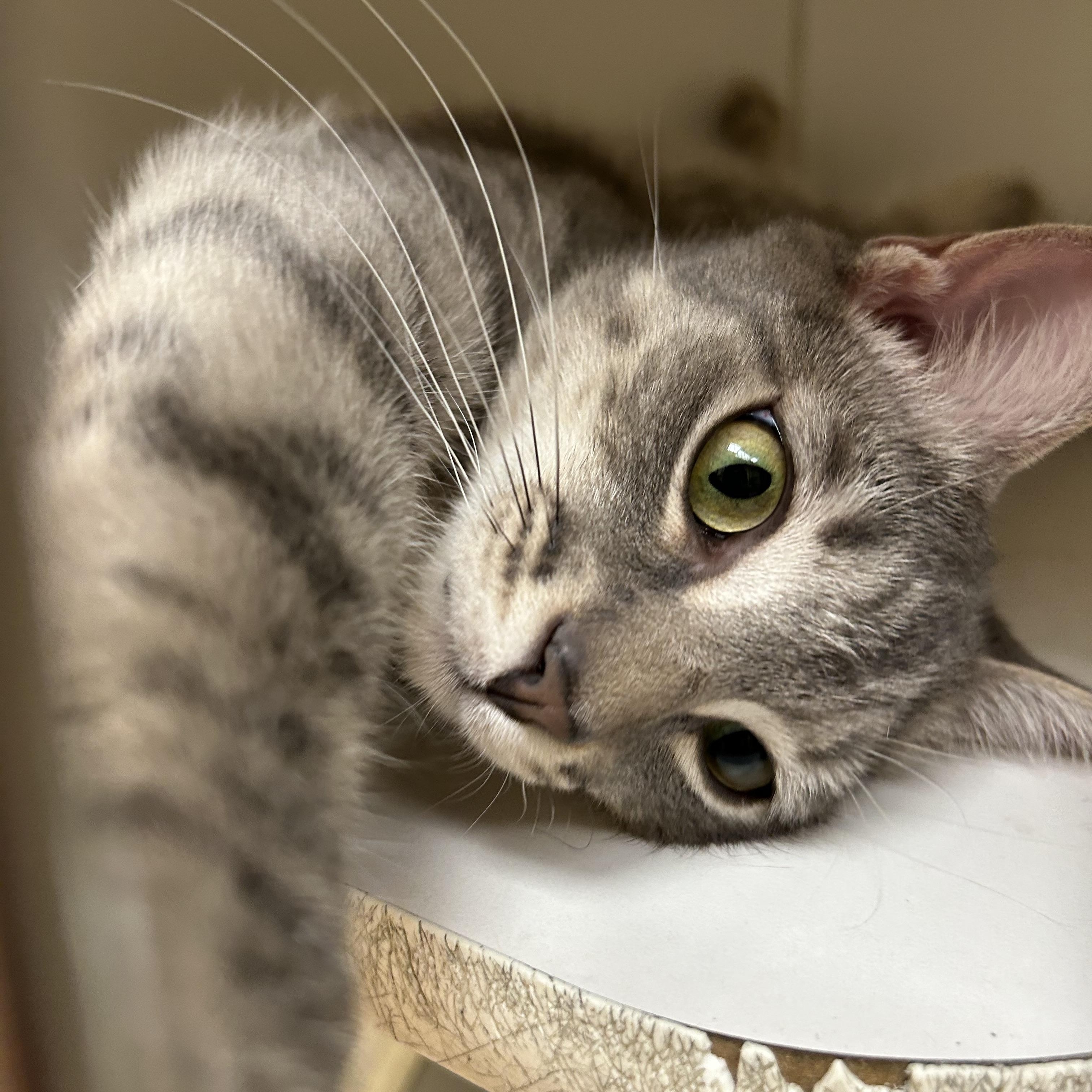 Enlarge Bugsy, a ADOPTABLE Domestic Short Hair in Norwalk, CT image 3/4