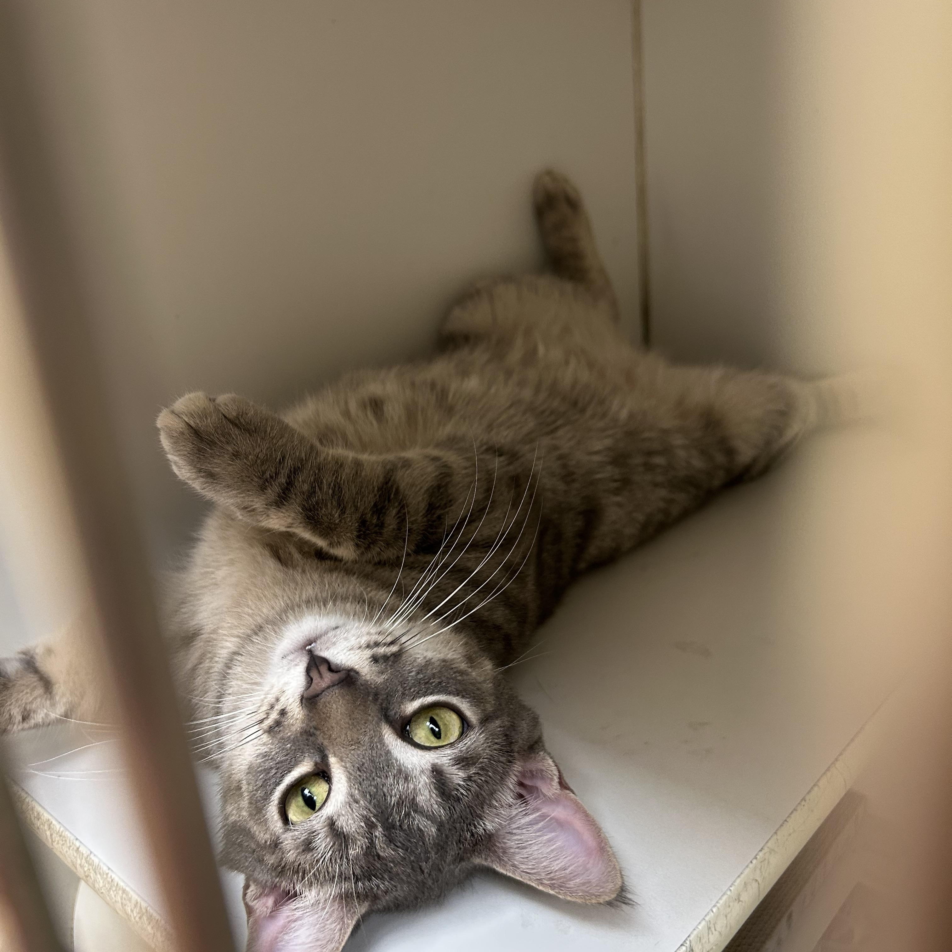 Enlarge Bugsy, a ADOPTABLE Domestic Short Hair in Norwalk, CT image 4/4