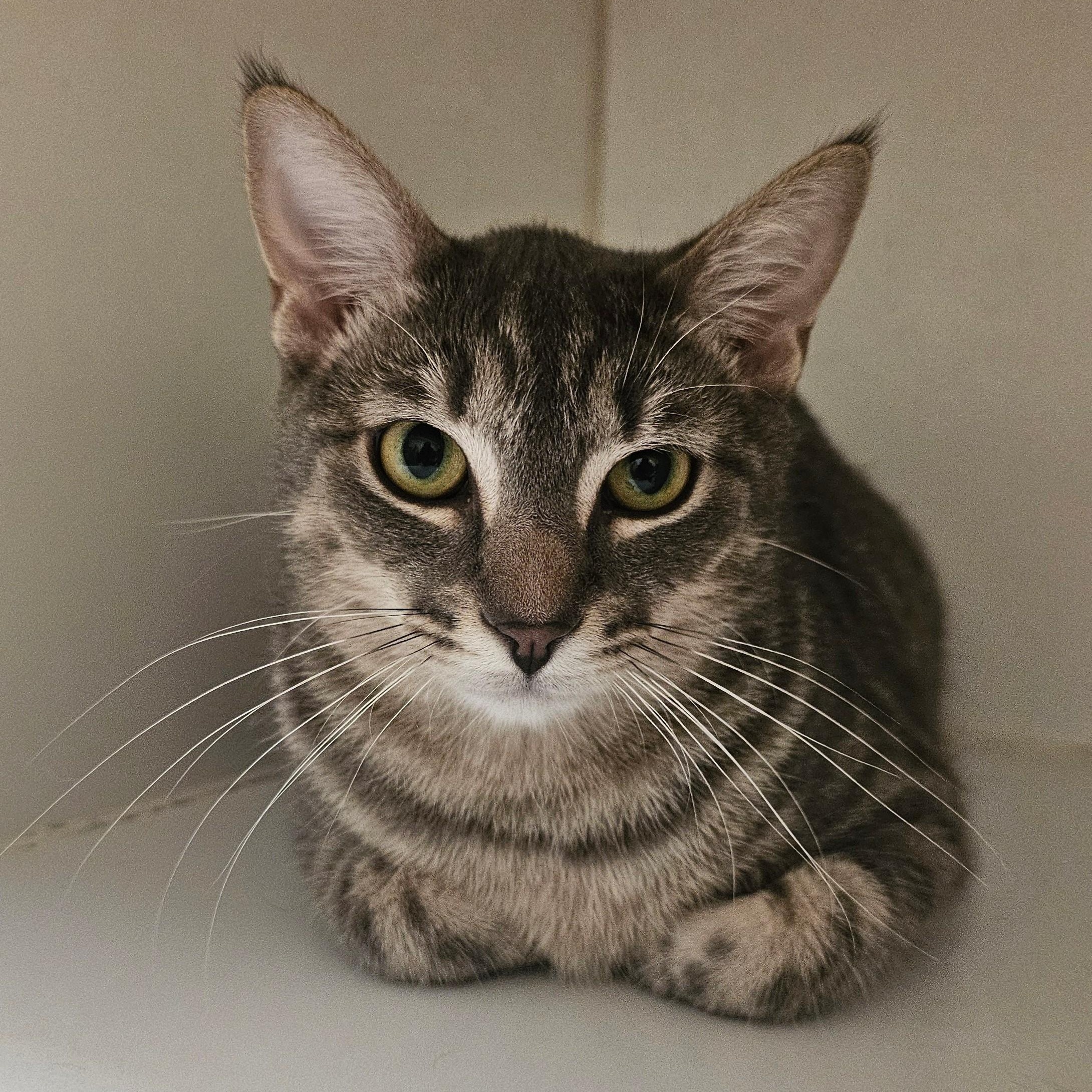 Enlarge Bugsy, a ADOPTABLE Domestic Short Hair in Norwalk, CT image 2/4