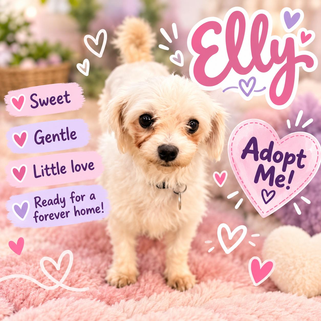 Enlarge Elly, a Adopted Maltese in North Vernon, IN image 1/2
