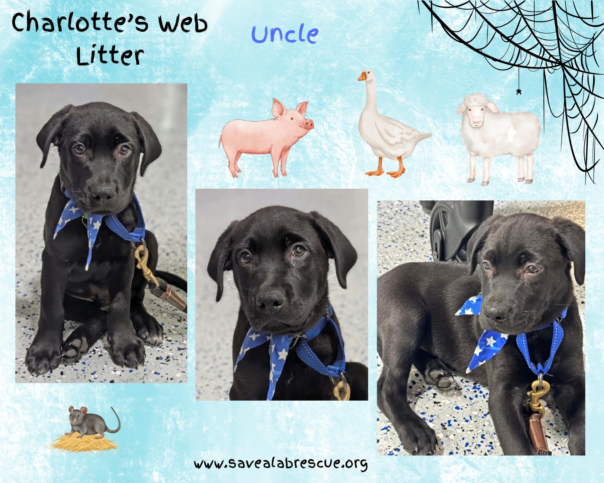 Charlottes Web Litter Uncle, adopted, Puppy Male Labrador Retriever & Black Labrador Retriever.