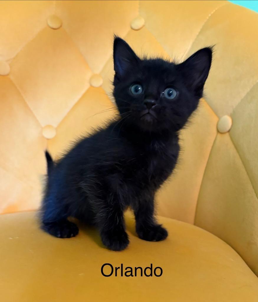 Orlando, Adoptable, Kitten Male Domestic Short Hair.