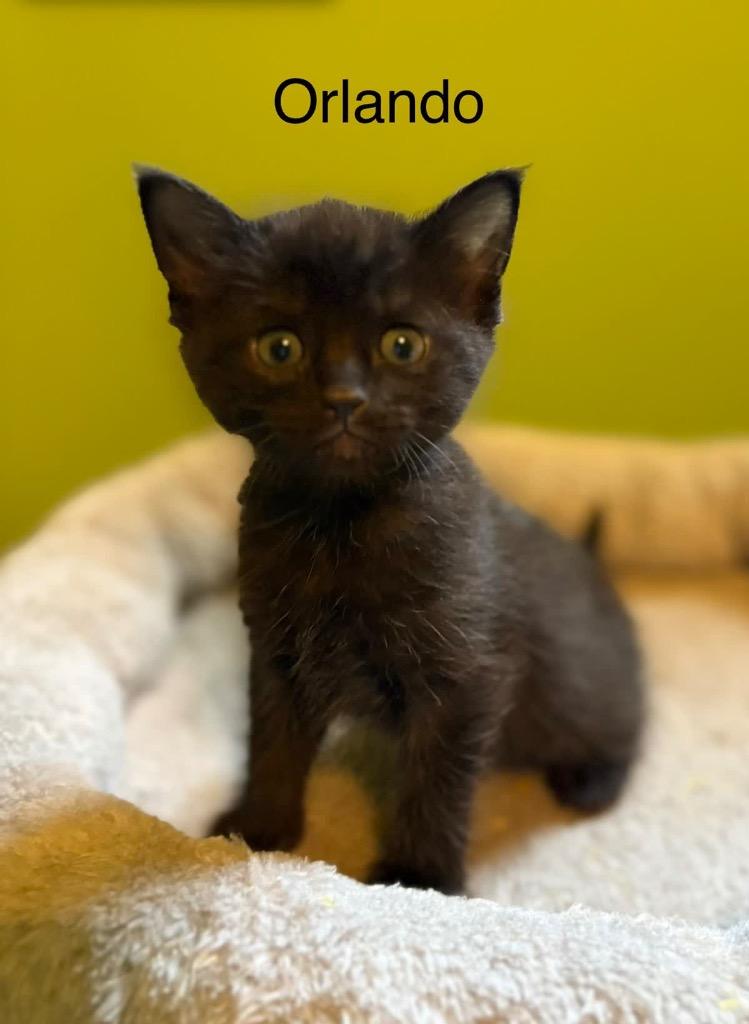 Enlarge Orlando, a Adoptable mixed breed in Johnson City, TN image 2/5